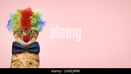 Funny red cat dressed in a festive suit and a clown hat on a pink background. Copy space. Stock Photo