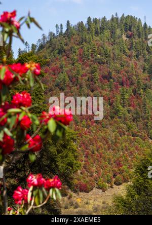 Rhododendron flowers in the mountain, Trongsa District, Trongsa, Bhutan Stock Photo