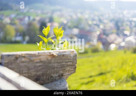 close-up photography of a green spring sprouts in sunlight Stock Photo