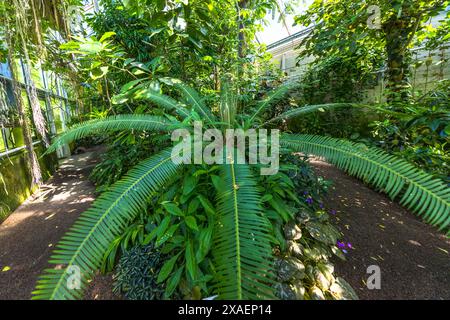 Greenhouse for tropical plants in the Uppsala Botanical Garden. Triangeln, Uppsala, Sweden Stock Photo