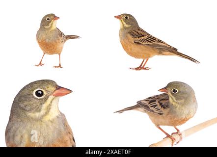 ortolan (Emberiza hortulana) isolated on a white background in studio shot Stock Photo