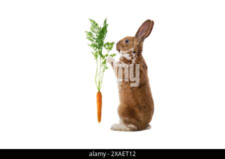 rabbit holding carrot isolated on white background Stock Photo