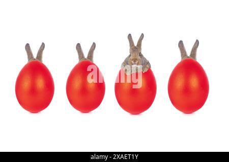 rabbit hid behind red egg, easter story isolated on white background ...
