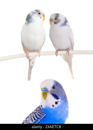 Budgie on the white background Stock Photo