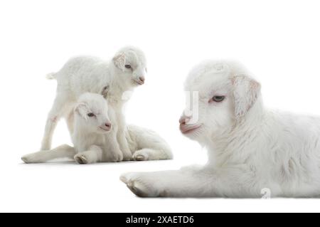 goats kid isolated on white Stock Photo
