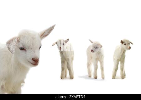 goats kid isolated on white Stock Photo