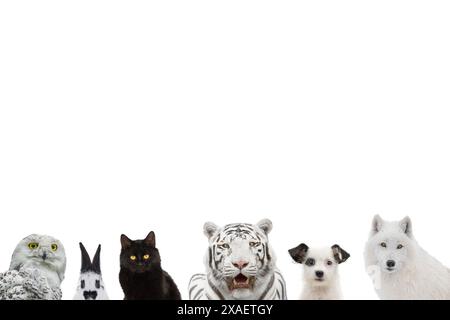 black and white animals isolated on white background Stock Photo