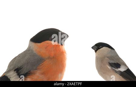 portrait male and female bullfinch on a white background Stock Photo