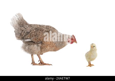 Hen and little chick isolated on white background Stock Photo