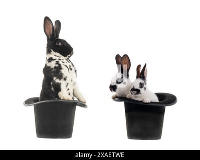 rabbit is standing in a black hat isolated on a white background. Stock Photo
