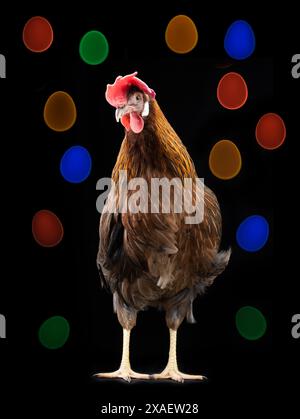 easter chicken on black background Stock Photo