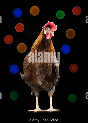 easter chicken on black background of bright lights Stock Photo