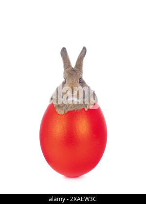 rabbit behind a red egg, easter story isolated on white background Stock Photo