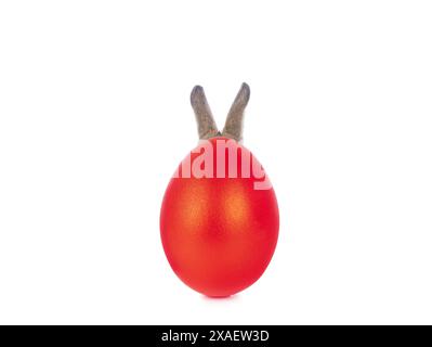 rabbit hid behind red egg, easter story isolated on white background Stock Photo