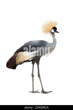 Grey crowned crane isolated on white background Stock Photo - Alamy