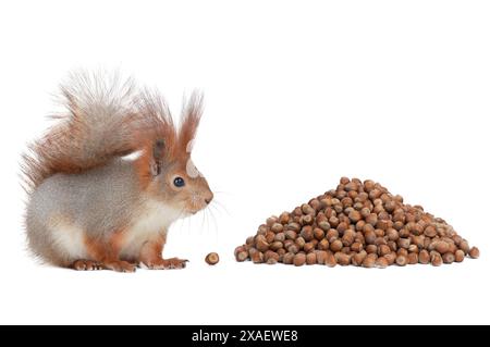 squirrel sits with bunch of hazelnuts isolated on white background Stock Photo