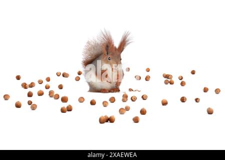 squirrel sits on a background of scattered nuts isolated on a white background Stock Photo