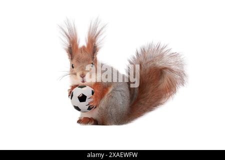 squirrel holding soccer ball isolated on white background Stock Photo