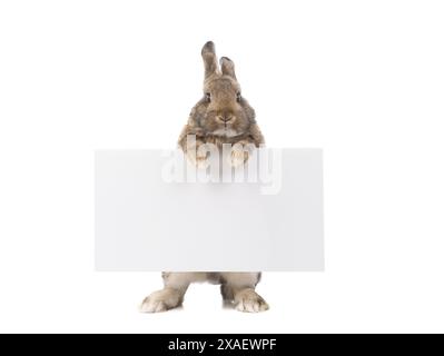 rabbit peeking out of a blank banner, place for text. Stock Photo