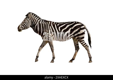Zebra is coming isolated on white background Stock Photo