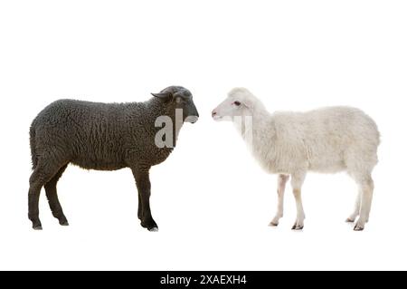 black and white sheep isolated on white background Stock Photo