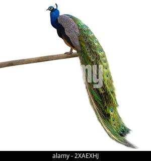 blue peacock isolated on white background Stock Photo