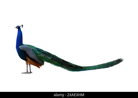 blue peacock standing isolated on white background Stock Photo