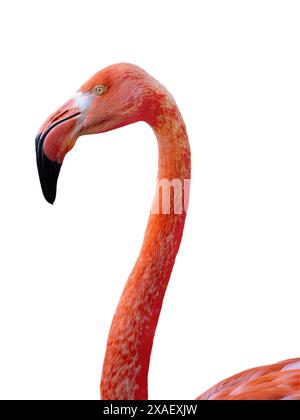 portrait flamingo isolated on white background Stock Photo