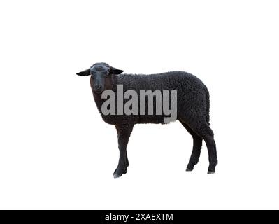 black sheep isolated on white background Stock Photo