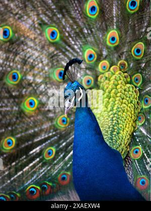 blue peacock with a loose tail on a white background Stock Photo