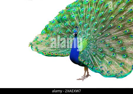 blue peacock with a loose tail on a white background Stock Photo