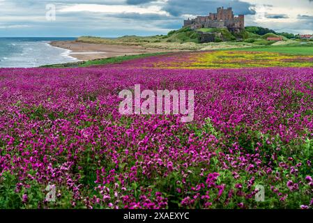 Bamburgh Castle in Northumberland seen from Harkess rocks. Stock Photo