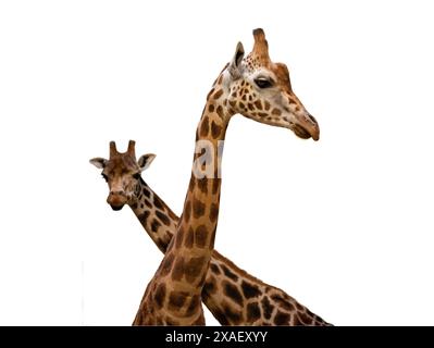 two giraffes isolated on white background Stock Photo