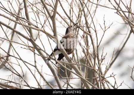 spotted nutcracker sits on a tree branch, tatra park zakopane poland Stock Photo