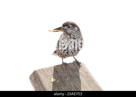 spotted nutcracker chips in the beak sitting on a tree isolated on white background Stock Photo