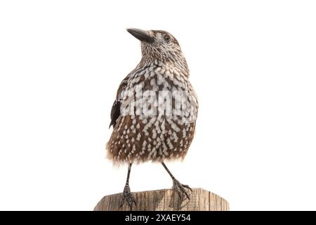 spotted nutcracker sitting on a tree isolated on white background Stock Photo