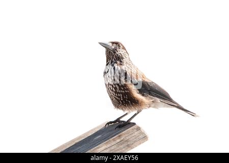 spotted nutcracker sitting on a tree isolated on white background Stock Photo