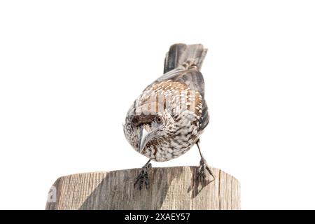 spotted nutcracker sitting on a tree isolated on white background Stock Photo