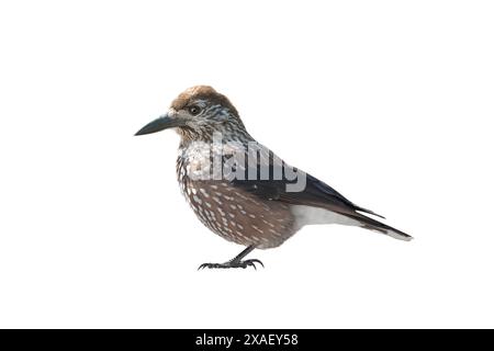 spotted nutcracker isolated on white background Stock Photo