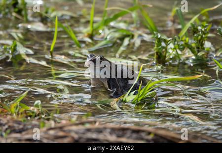 frog sitting on the grass in the river Stock Photo