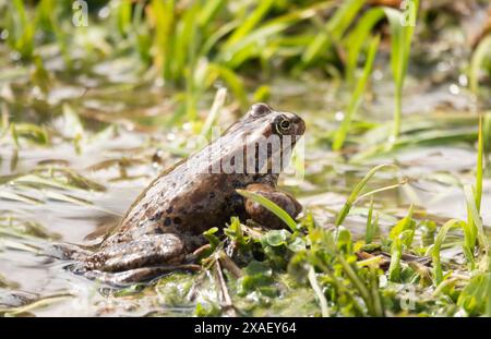 frog sitting on the grass in the river Stock Photo