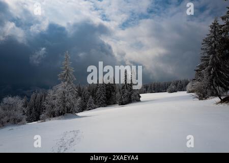 snow-covered fir trees on top of mountains in winter Stock Photo
