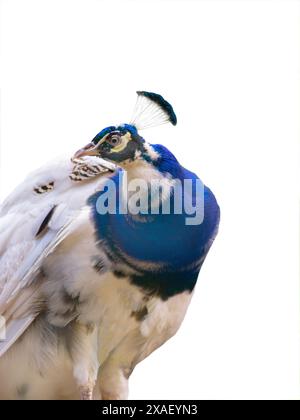 peacock isolated on a white background Stock Photo