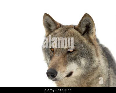 gray wolf portrait isolated on white background Stock Photo