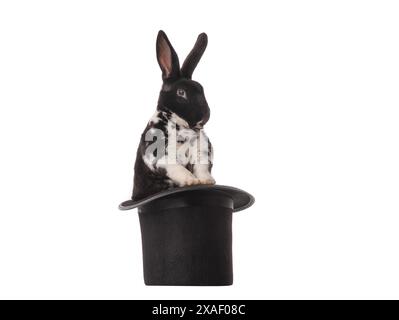 black and white rabbit in  hat isolated on white background Stock Photo