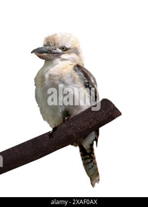 laughing kookaburra isolated on white background Stock Photo
