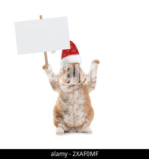 Cute bunny holding a blank white banner. Stock Photo