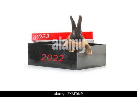 symbol of the year black rabbit climbs out of a red box isolated on white background Stock Photo