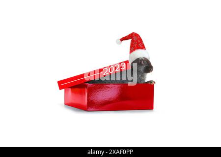 symbol of the year black rabbit climbs out of a red box isolated on white background Stock Photo