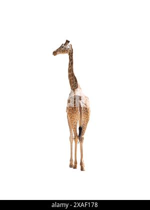 giraffe isolated on a white background Stock Photo